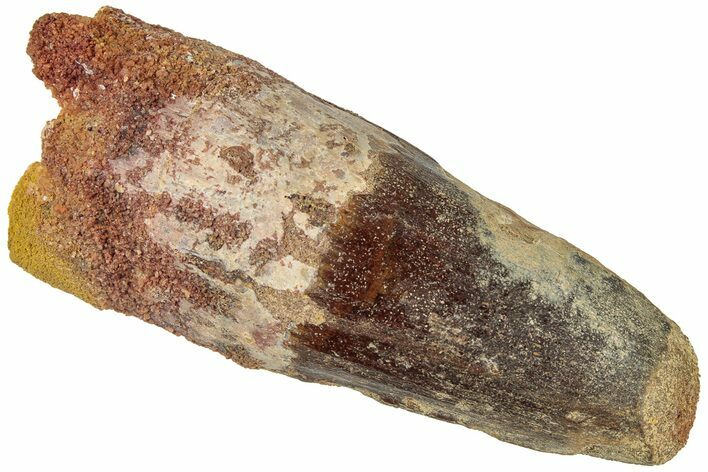 Fossil Spinosaurus Tooth - Feeding Worn Tip #311781